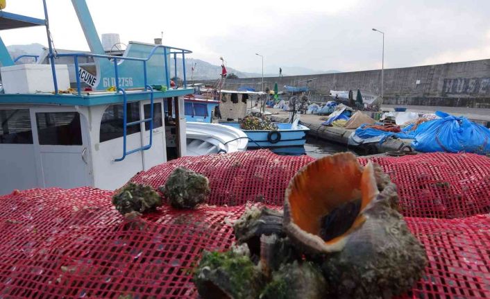 Palamut olmayınca deniz salyangozuna yöneldiler