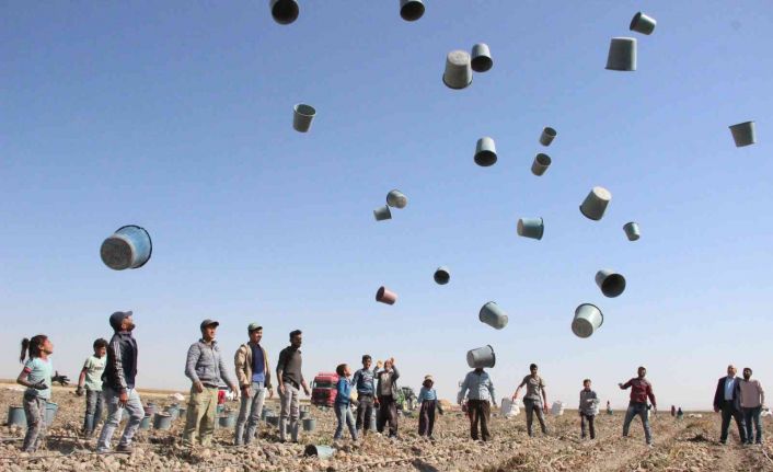 Patates hasadı kova fırlatmayla başladı