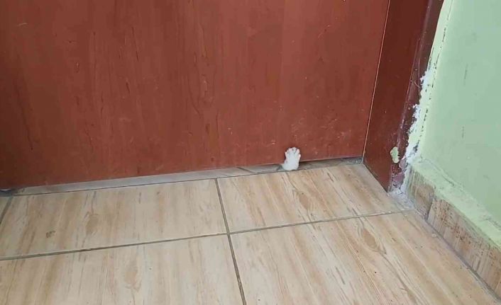Patileriyle sınıfın kapısını açmak isteyen yavru kedinin gülümseten o anları kamerada