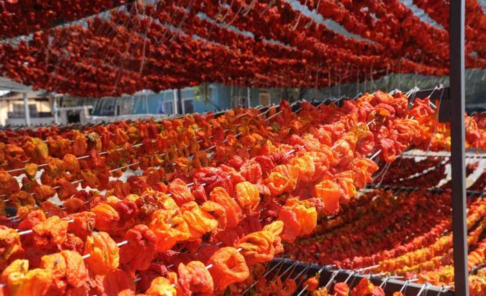 Patlıcan Vadisi ile Nazilli’nin adını 7 kıtaya duyuran Gandak 97 yaşında vefat etti