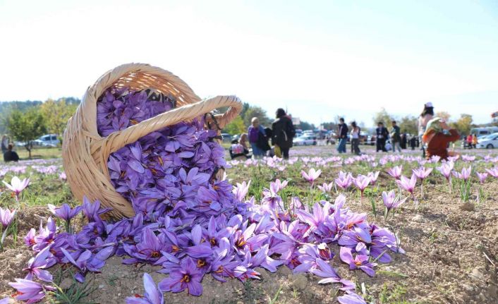 Safran hasadı için tarlalara akın edip bol bol fotoğraf çektirdiler