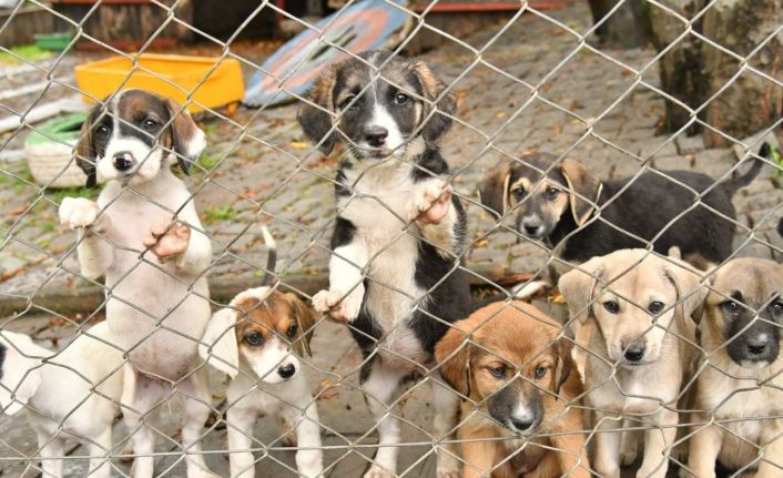 Sahipsiz can dostlar için 15 yeni kabul merkezi oluşturuldu