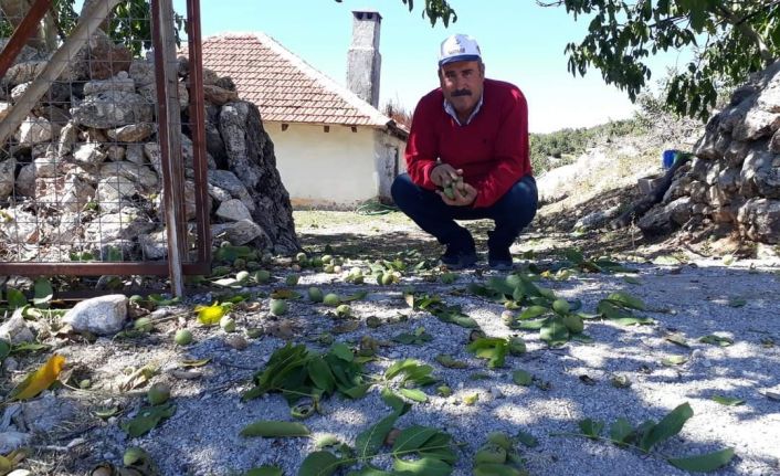 Şebin Cevizi hasadı üreticiyi üzdü, Mayıs ayında yaşanan zirai don rekoltede yüzde 90 oranında düşüşe neden oldu