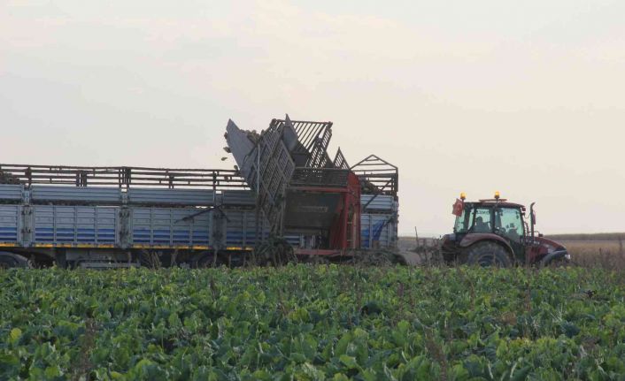 Şeker pancarının üretim üssü Konya’da hasat zamanı