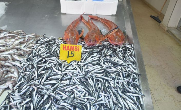 Sinop’ta 5 kiloluk kırlangıç balığı yakalandı