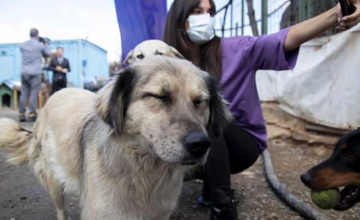 Sokak ve barınak hayvanları için 1 milyon mama toplanması hedefleniyor