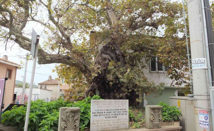 Süleyman Paşa’nın 7 asır önce atını bağladığı anıt ağaç kuruyor