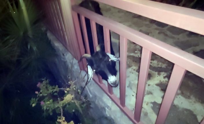 Terastaki korkuluklara başını sıkıştıran keçi itfaiyenin uzun uğraşları sonucu kurtarıldı