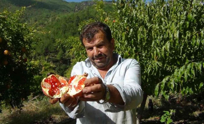 Tescilli Kuytucak narı üreticisinin yüzünü güldürdü