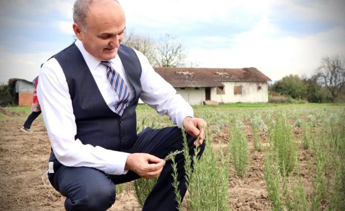 Tıbbi aromatik bitkiler toprakla buluşmaya başladı