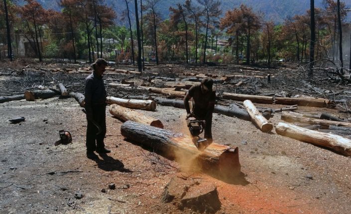Tomru stoku azalıyor, palet üreticileri ihracatçılarla karşı karşıya gelmek istemiyor