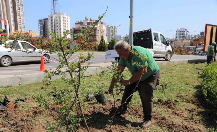 Toroslar Belediyesi, ilçenin çiçek ve bitkilerini kendi serasında yetiştiriyor