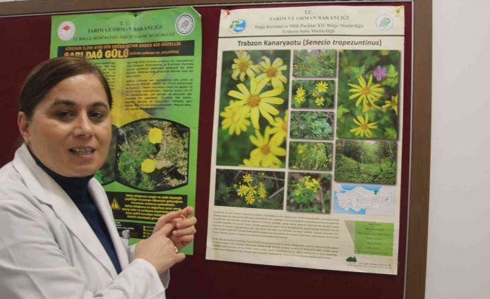 Trabzon Kanaryaotu ve Allı Gelin bitkisinin ilaç olma potansiyelleri araştırılıyor
