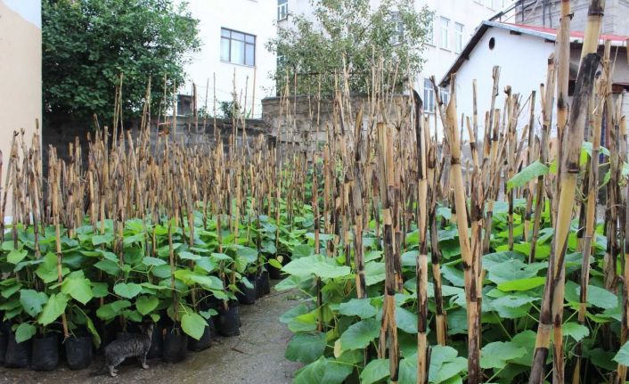 Trabzon’da bal ormanları oluşturularak arı ölümlerinin önüne geçilecek hem de bal verimi artırılacak