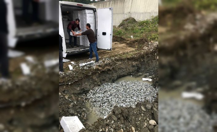 Türkeli’de yasal boyutun altındaki 5 ton balığa el konuldu