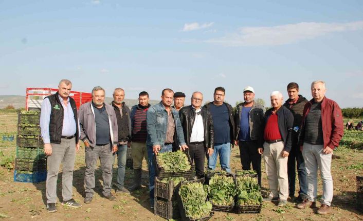 Üretici ve işçileri zehirli ıspanak iddiaları vurdu: "Haller ıspanak almıyor"