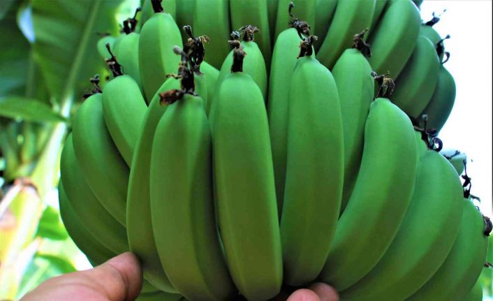 Üreticide 6 TL olan muz, market ile pazarlarda 10 TL ve altına düştü