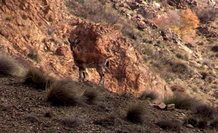 Yaban keçisi sürüsü doğal ortamında görüntülendi, kartpostallık manzaralar ortaya çıktı