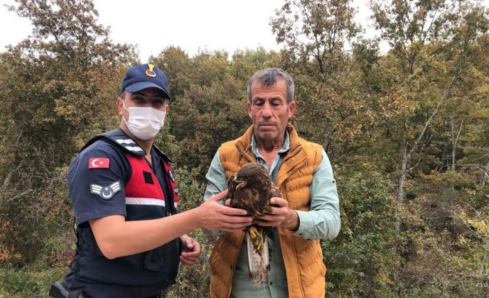 Yaralı kartal tedavi altına alındı