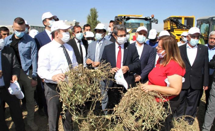 Yer fıstığı üretiminde rekor artış yapan Şırnak’ta şenlikli hasat