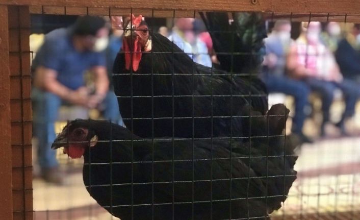 Yetiştirmesi 6 ay sürüyor, tanesi 3 bin 500 liradan alıcı buluyor