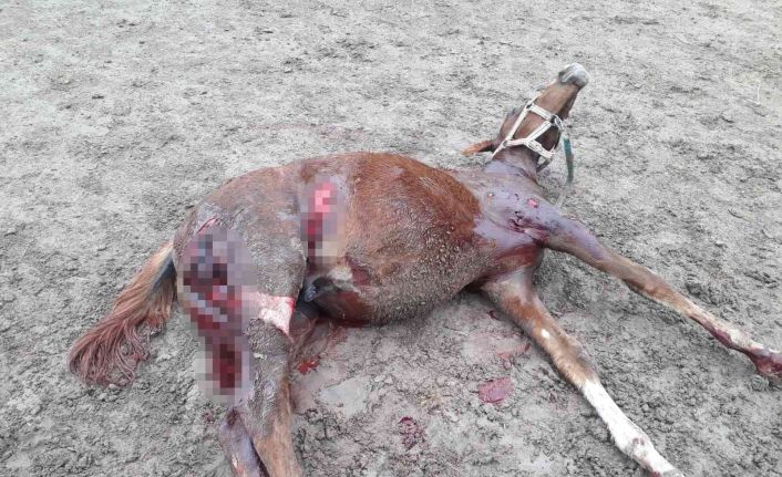 Yüzbinlerce liralık değerli atlar tehlike altında