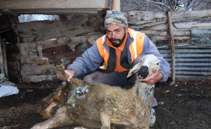 Ağıldan kaçan sürüye ayılar ve kurtlar saldırdı, onlarca hayvan telef oldu