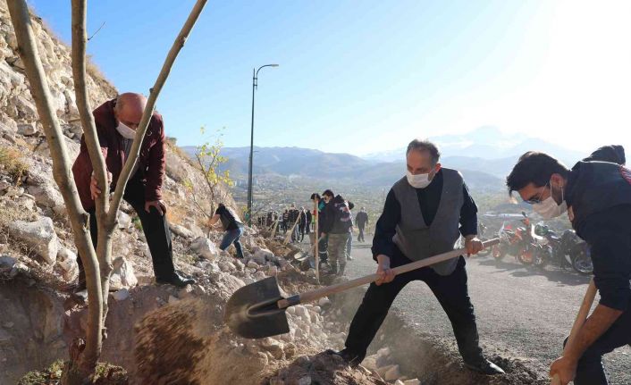 Ali Dağı’nda 20 bin ağaç daha toprakla buluştu