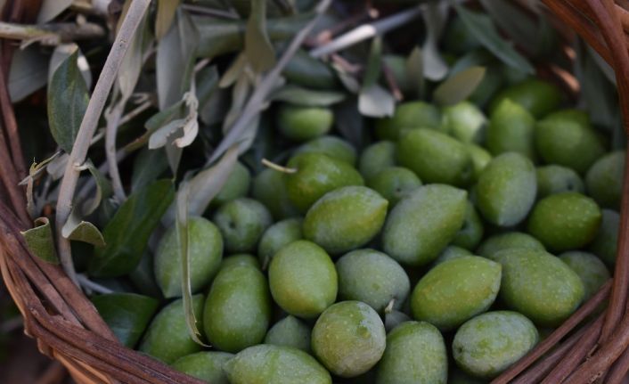 Aydın Memecik Zeytini, Avrupa’da tescillenecek