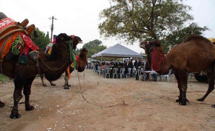 Aydın’da keşkek kazanı develer için kaynadı
