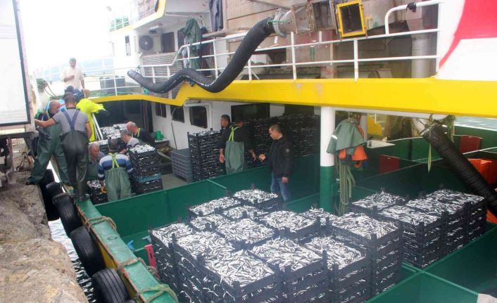 Balıkçılar denizden tonlarca hamsi ile döndü, fiyatı 10 TL’ye kadar düştü