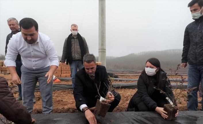 Bilecik’te 15 bin adet yaban mersini dikimi gerçekleştirildi