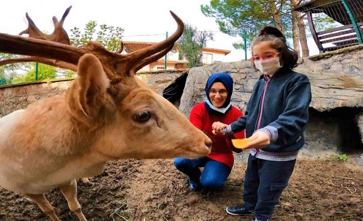 Bu geyiklerin görevi çok "özel"