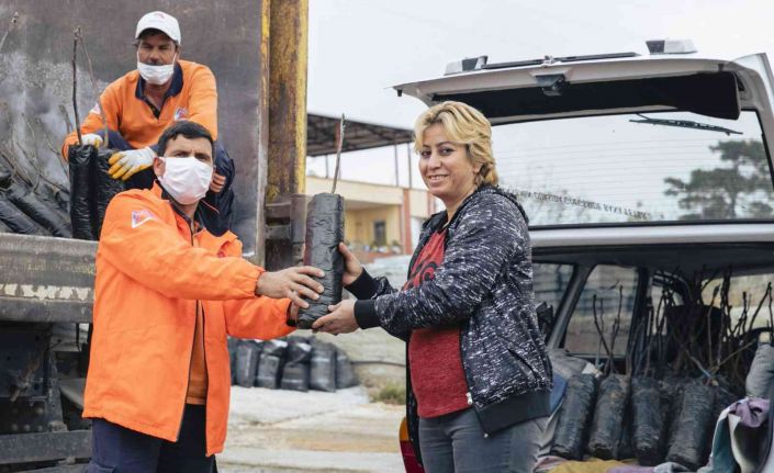 Büyükşehir Belediyesi 638 üreticiye 19 bin 690 ceviz fidanı dağıtıyor