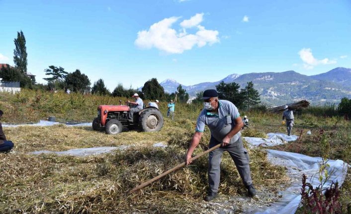 Çandır fasulyesinin hasatı tamamlandı