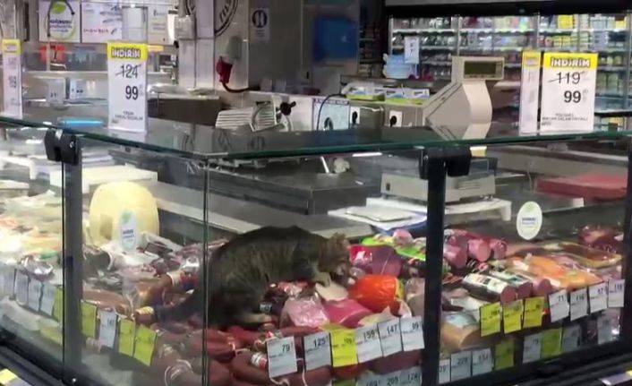 CarrefourSA’da şok eden görüntü: Reyona giren kedi kavurmayı yedi
