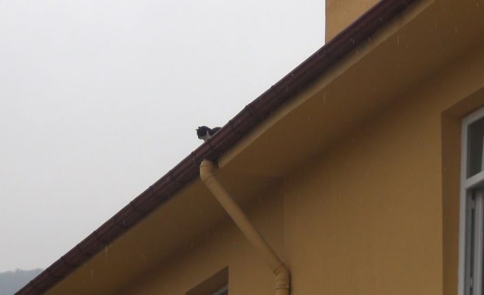 Çatıda mahsur kalan kedi, itfaiye ekiplerini görünce kendisi aşağı indi