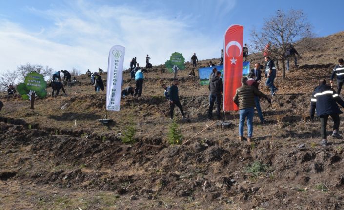 Çorum’da 10 bin fidan toprakla buluştu