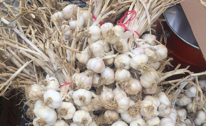 Deneme amaçlı ektiği sarımsak ek gelir kapısı oldu