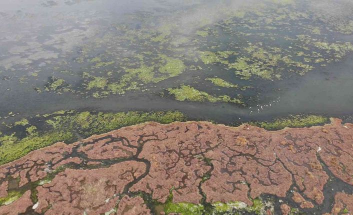 Deniz marulu bu kez İnciraltı’nda görüldü