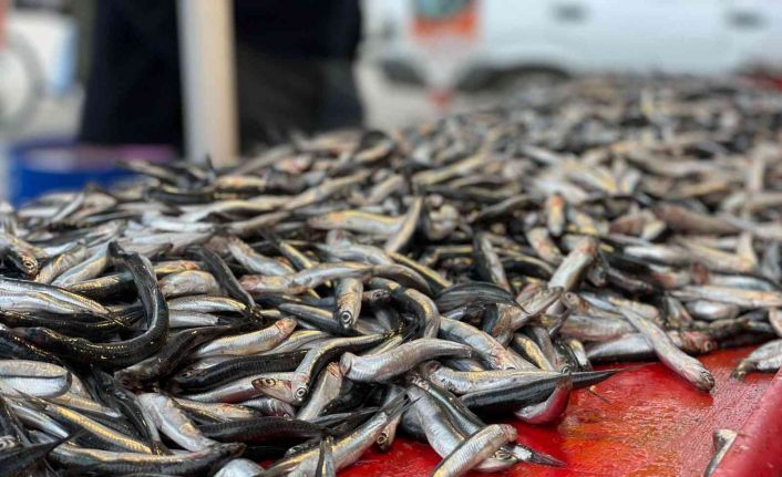 Denizden hamsi fışkırıyor