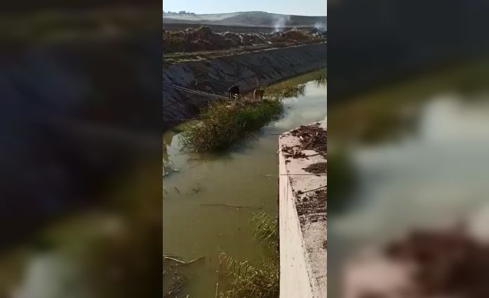 Dere yatağında 3 gün mahsur kalan köpek, itfaiye ekipleri tarafından kurtarıldı