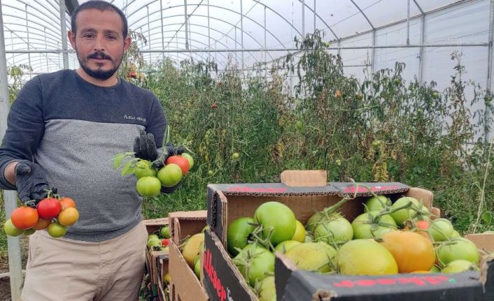 Devlet desteğiyle kurduğu serada dönüm başına 15 ton domates üretiyor
