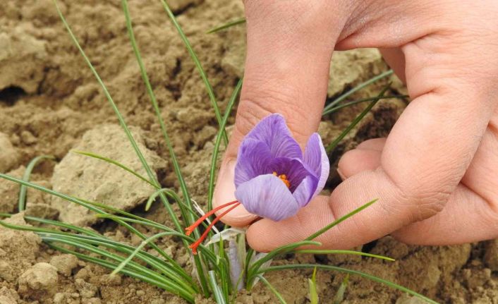 Edirne’de safran hasadı