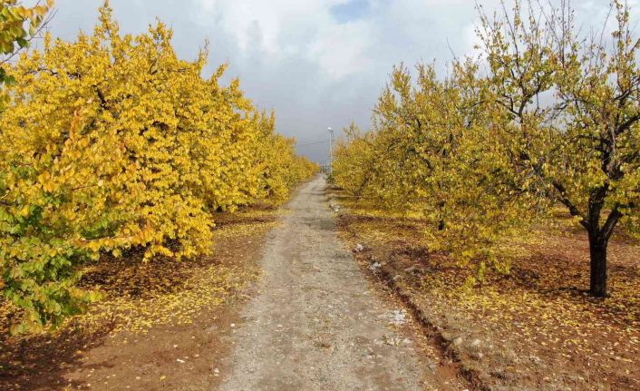 Elazığ’da ‘altın yaprakların’ sonbahar güzelliği