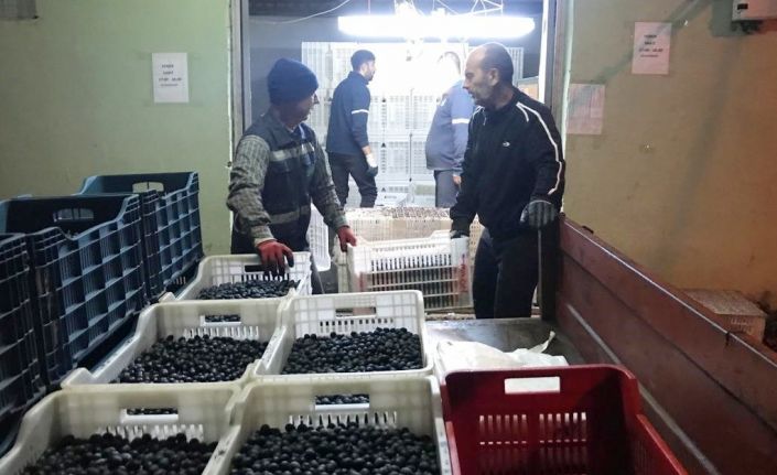 Erdek’in zeytini yok satıyor