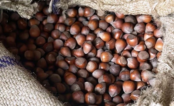 Fındık fiyatları yükselişte