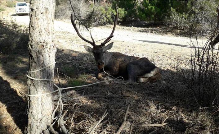 Hastalanan kızıl geyik tedavi altına alındı