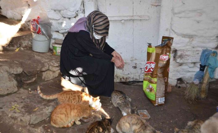 Hayvan sever kadın 8 yıldır sokak hayvanlarına gözü gibi bakıyor