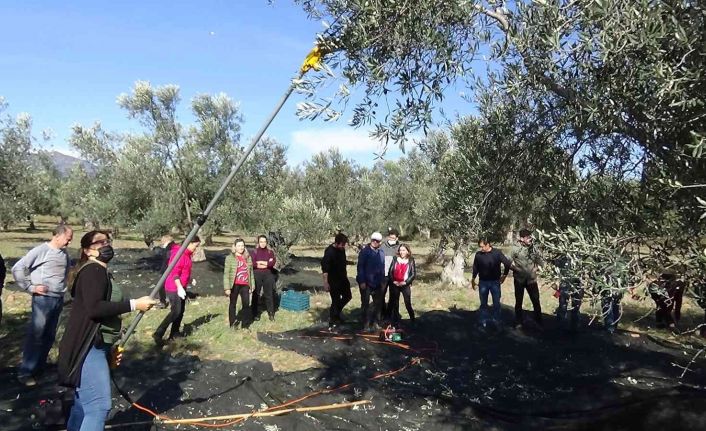 Hem zeytinciliği öğreniyorlar, hem de zeytinyağı ve zeytin üretiyorlar